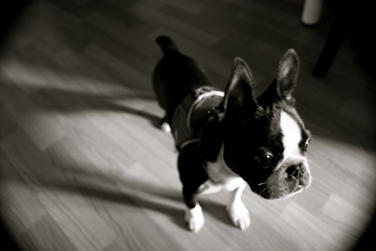animals, dogs, puppies, grayscale, monochrome, Boston Terrier - desktop wallpaper