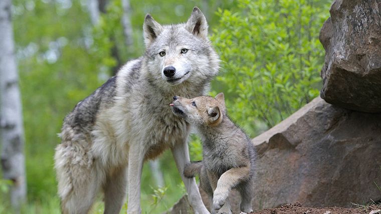 animals, Minnesota, cubs, wolves, drops - desktop wallpaper