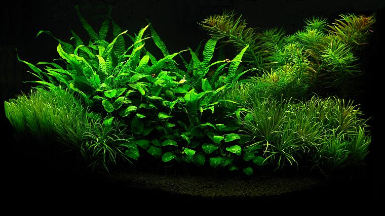 plants, aquarium - desktop wallpaper