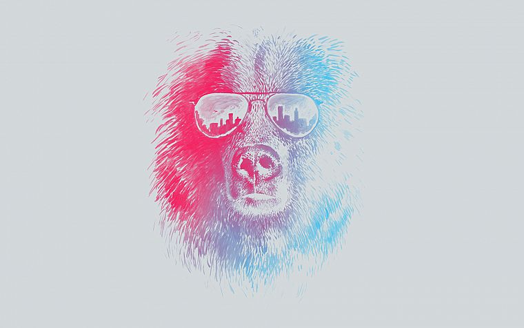 sunglasses, bears - desktop wallpaper