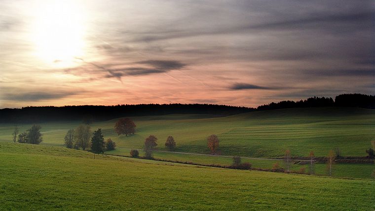sunset, landscapes, trees, grass, fields, Treecko - desktop wallpaper