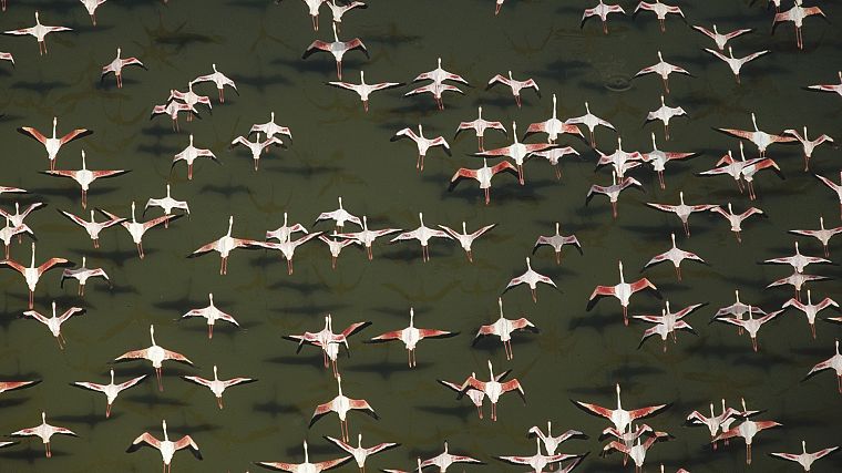 flock, flamingos, aerial, Africa, Kenya - desktop wallpaper