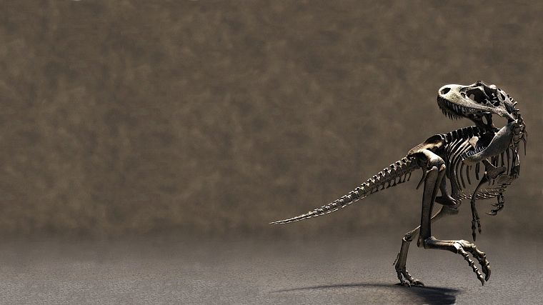 dinosaurs, skeletons - desktop wallpaper