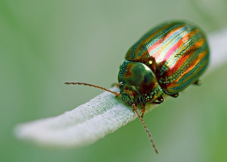 beetles, iridescence - desktop wallpaper