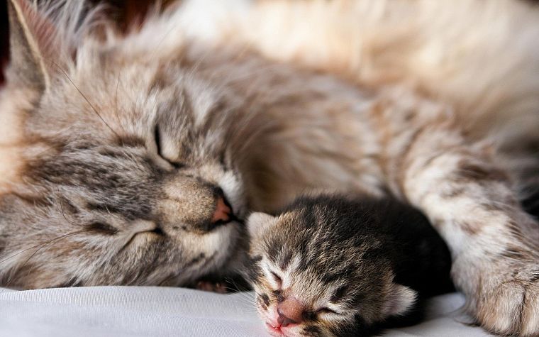nature, cats, animals, sleeping, kittens, domestic cat - desktop wallpaper
