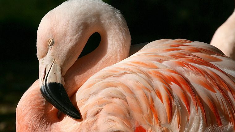 birds, flamingos - desktop wallpaper