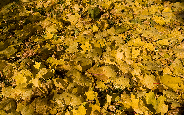 yellow, leaves, fallen leaves - desktop wallpaper
