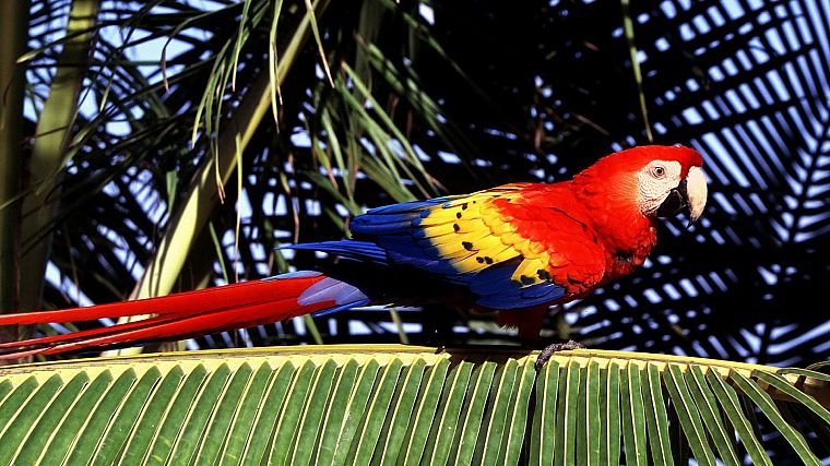 birds, parrots, Scarlet Macaws, palm leaves - desktop wallpaper