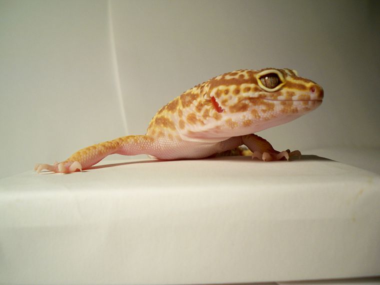 geckos, reptiles - desktop wallpaper