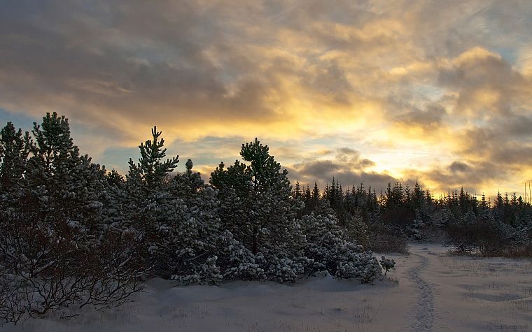 landscapes, nature, winter, trees, HDR photography - desktop wallpaper
