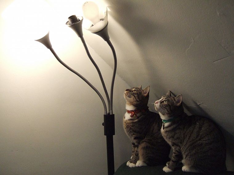 lights, cats, animals, lamps - desktop wallpaper
