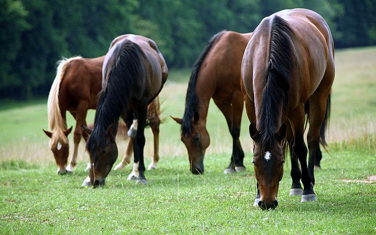 animals, horses - desktop wallpaper