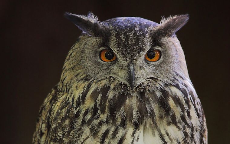 owls - desktop wallpaper