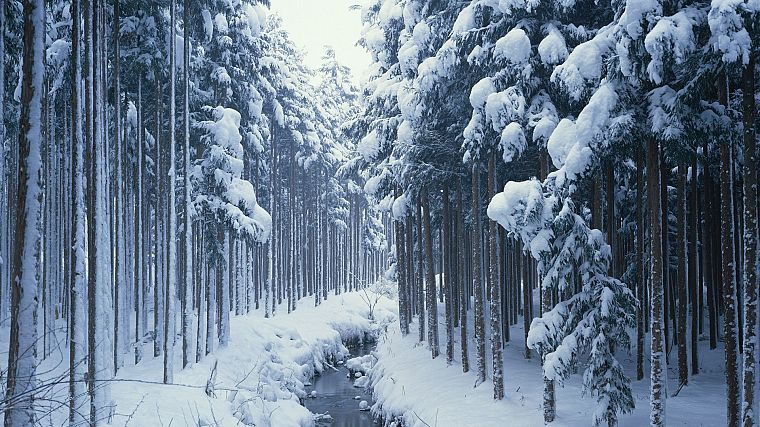 landscapes, winter, trees, HDR photography - desktop wallpaper