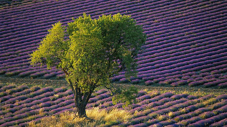 flowers, fields, lavender, purple flowers - desktop wallpaper