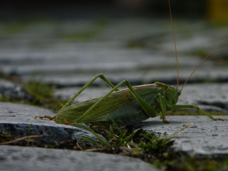 nature, insects, grasshopper - desktop wallpaper