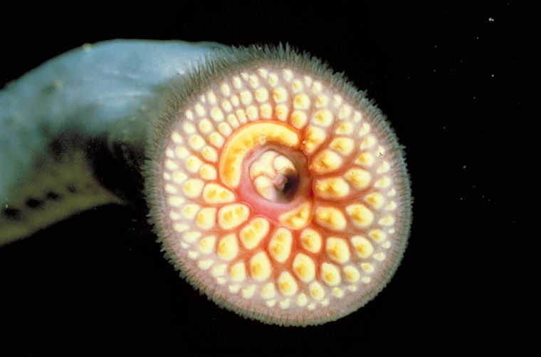 parasite, sea lamprey - desktop wallpaper