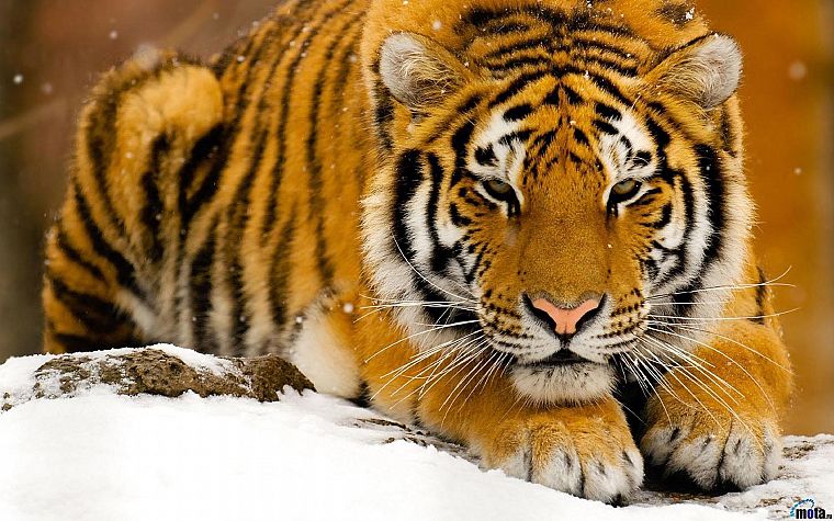 snow, animals, tigers, Siberian Tiger - desktop wallpaper