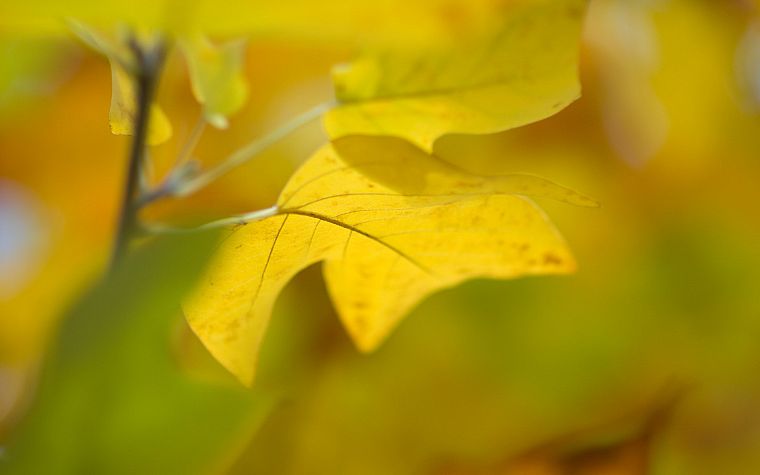 nature, autumn, leaves, depth of field - desktop wallpaper