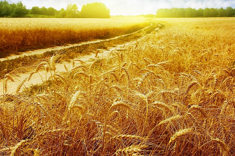 nature, Sun, fields, wheat - desktop wallpaper