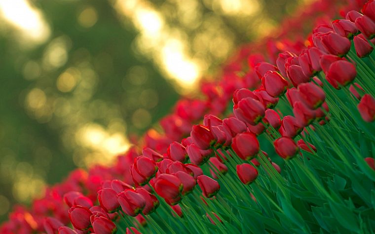 flowers, tulips - desktop wallpaper