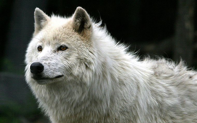 animals, wolves - desktop wallpaper