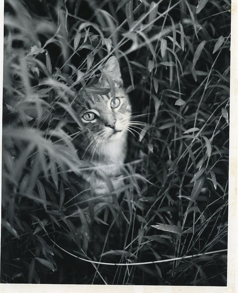 cats, grayscale, monochrome - desktop wallpaper