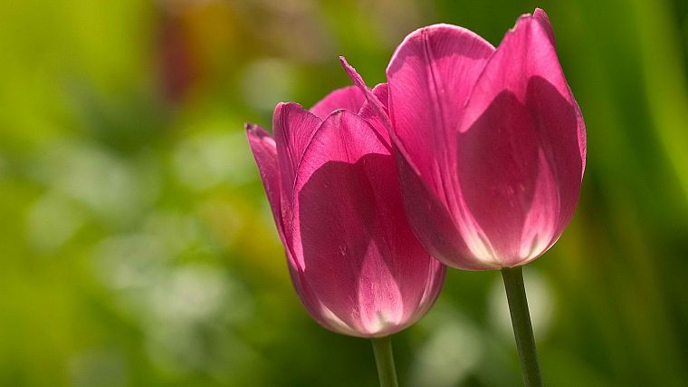 tulips, pink flowers - desktop wallpaper