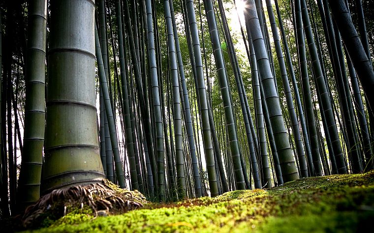 nature, wood, forests, bamboo - desktop wallpaper