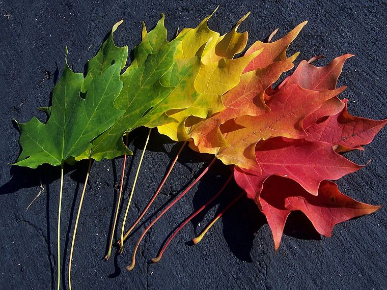 multicolor, leaves, spectrum, macro - desktop wallpaper