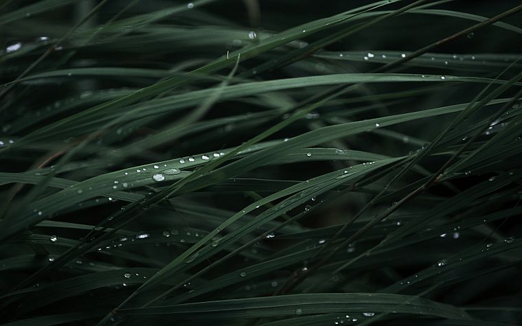 green, close-up, grass, raindrops - desktop wallpaper