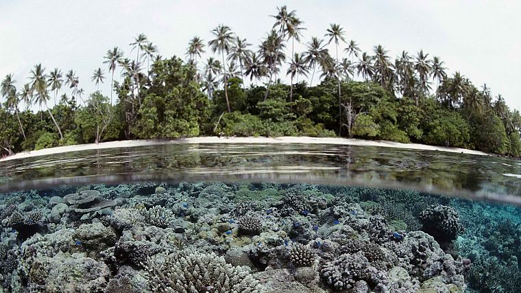 islands, palm trees, coral reef, Solomon Islands, split-view - desktop wallpaper