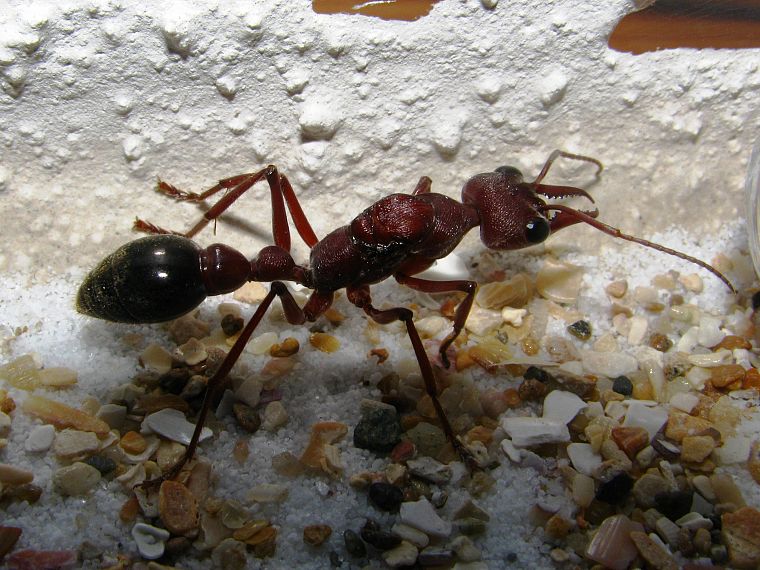 animals, insects, ants, bulldog ant - desktop wallpaper