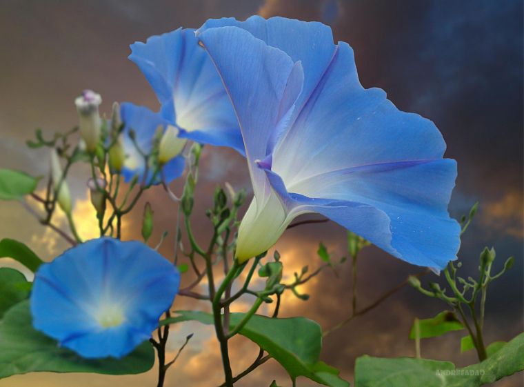 nature, flowers, blue flowers - desktop wallpaper