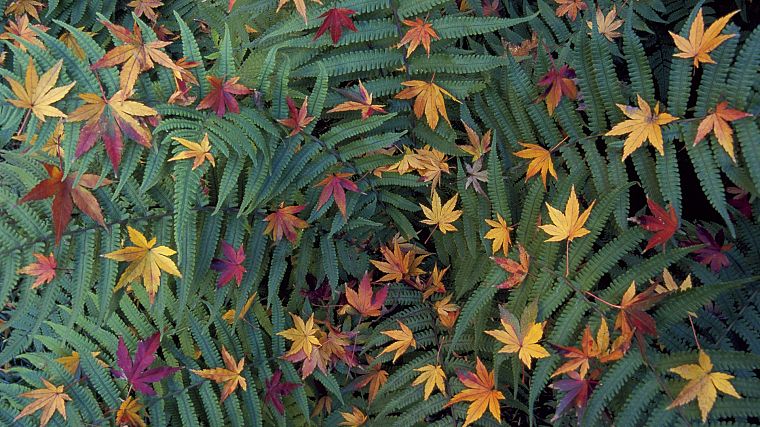 green, Japan, Tokyo, leaves, Japanese, ferns, fallen leaves - desktop wallpaper