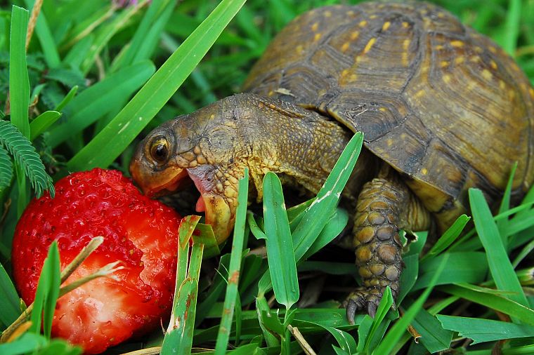 grass, turtles, macro, strawberries, reptiles - desktop wallpaper