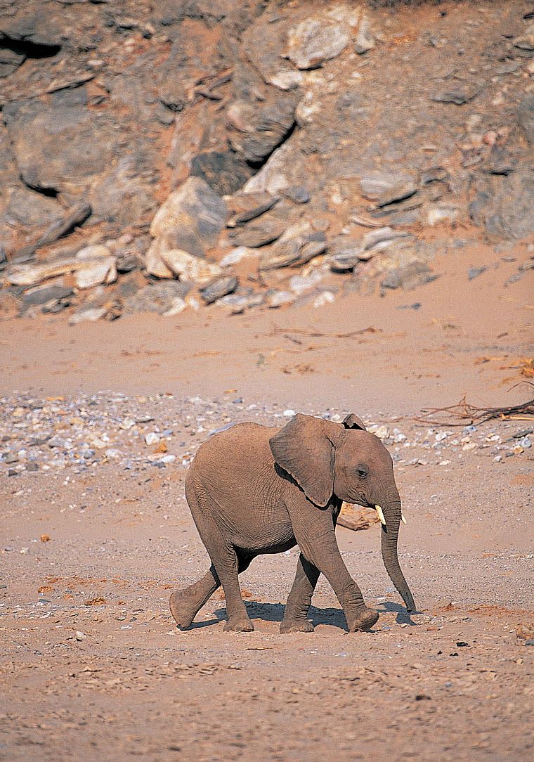 animals, elephants, baby elephant, baby animals - desktop wallpaper