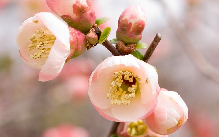 cherry blossoms, flowers, macro - desktop wallpaper