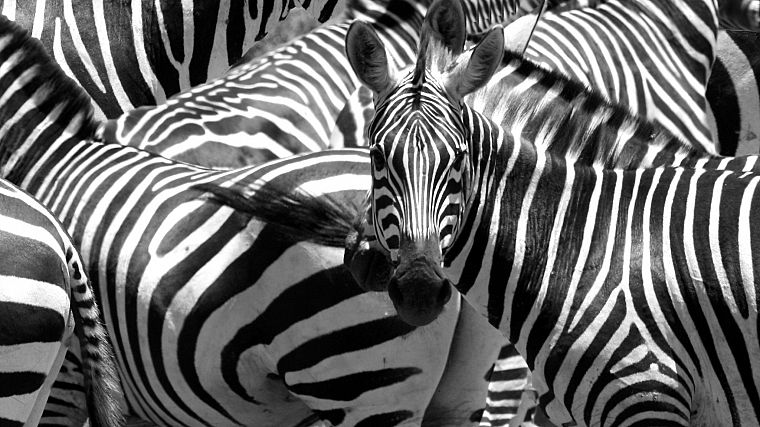 animals, zebras - desktop wallpaper