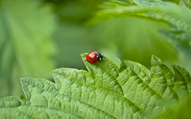 nature, insects, beetles, ladybirds - desktop wallpaper