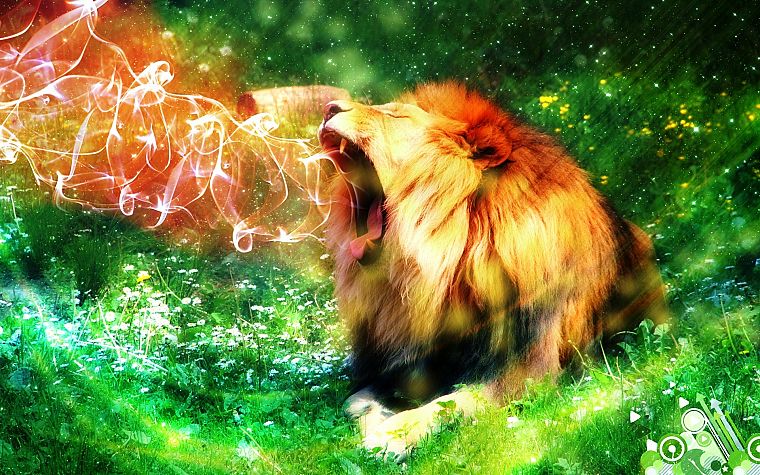 lions - desktop wallpaper