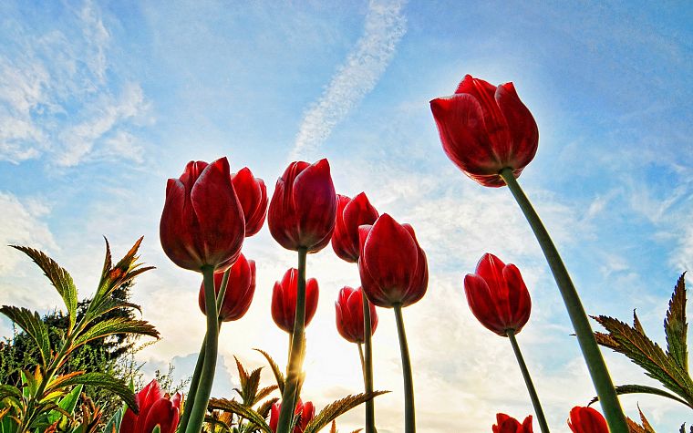 tulips, HDR photography - desktop wallpaper