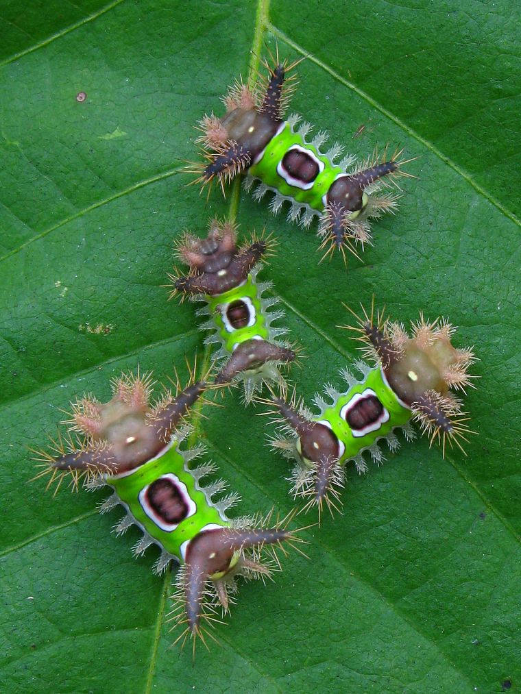 insects, leaves, caterpillars - desktop wallpaper