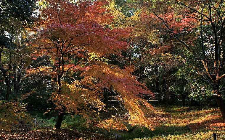 landscapes, autumn, shrine, maple leaf - desktop wallpaper