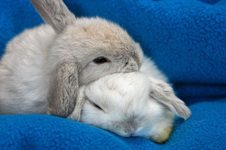 bunnies, animals, rabbits, baby animals - desktop wallpaper