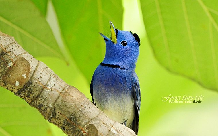 birds, animals, wildlife, Blue Flycatchers - desktop wallpaper