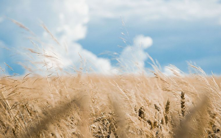 fields, wheat, grain - desktop wallpaper