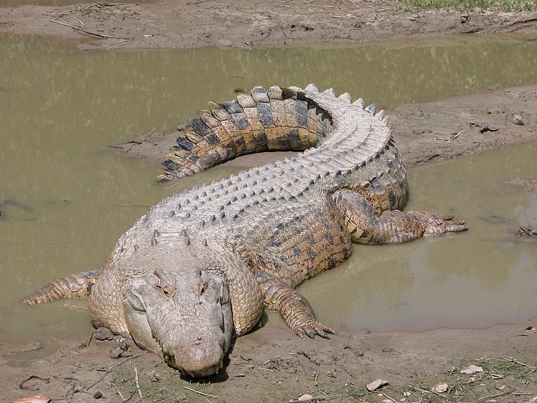 animals, crocodiles, reptiles - desktop wallpaper