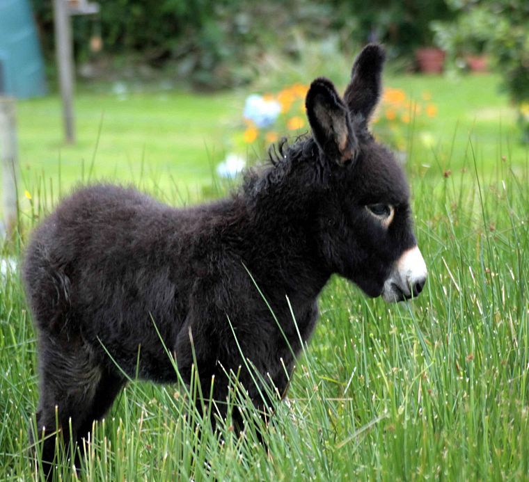 animals, grass, donkey, baby animals - desktop wallpaper