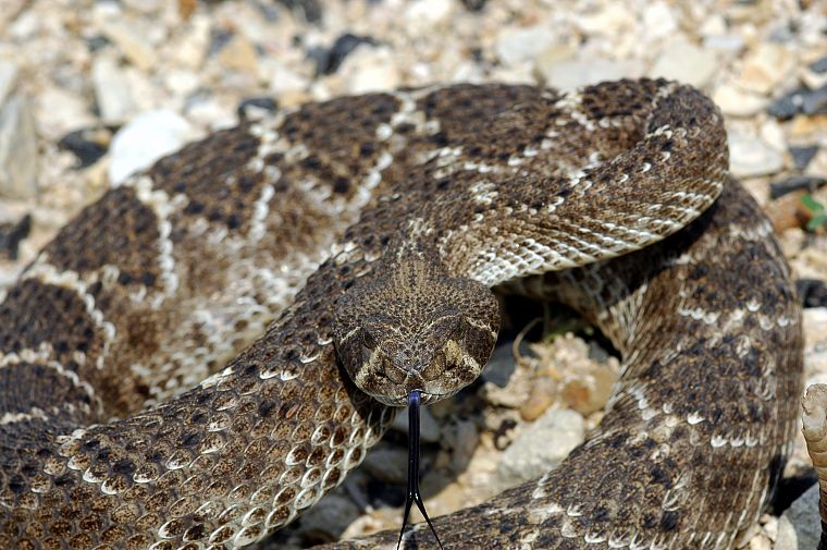 animals, snakes, reptiles, rattlesnakes - desktop wallpaper